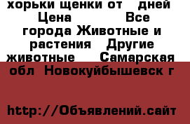 хорьки щенки от 35дней › Цена ­ 4 000 - Все города Животные и растения » Другие животные   . Самарская обл.,Новокуйбышевск г.